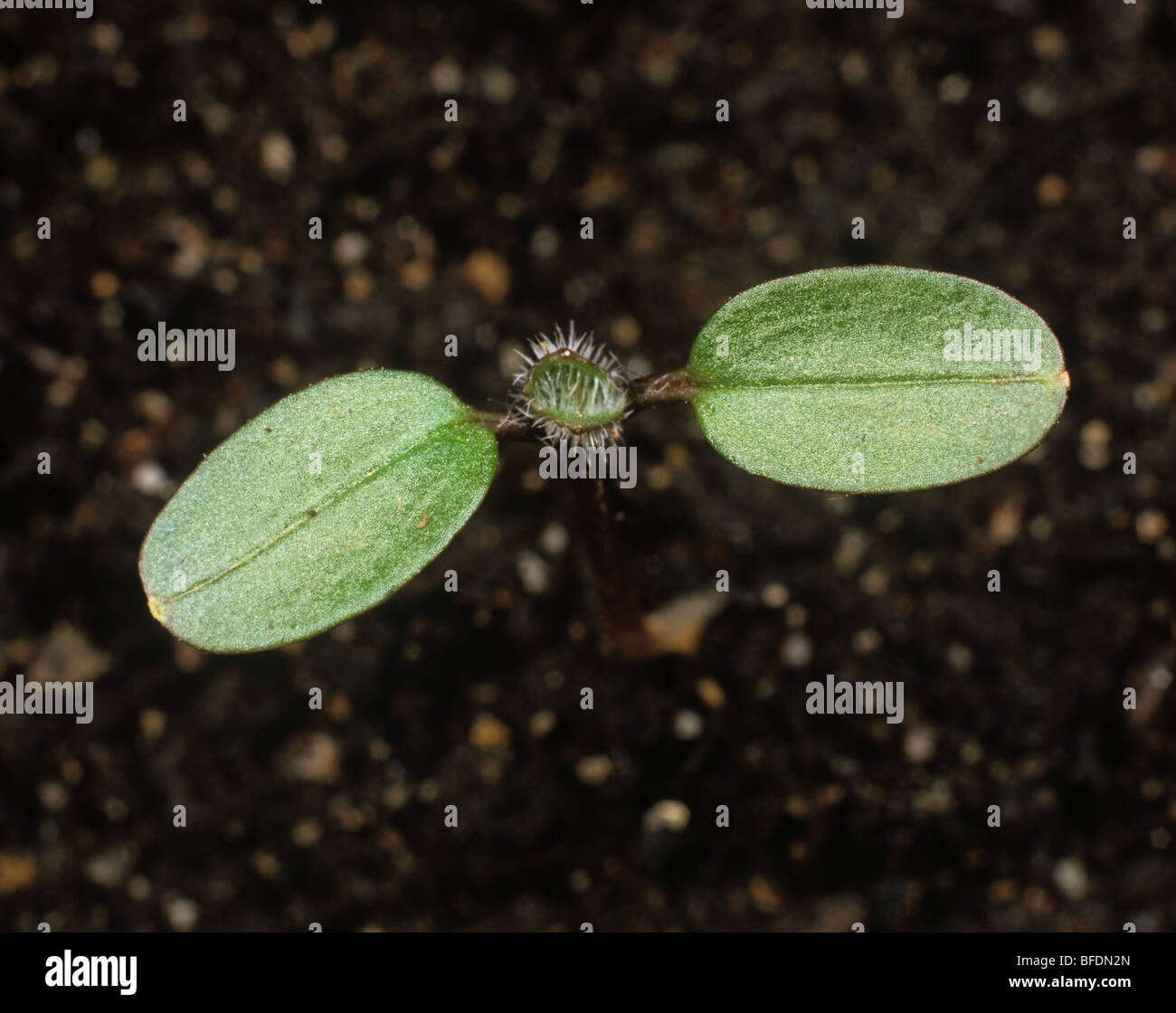 terrarium calathea Terrarium Soil Mix – BIRDY'S PLANTS main image 0