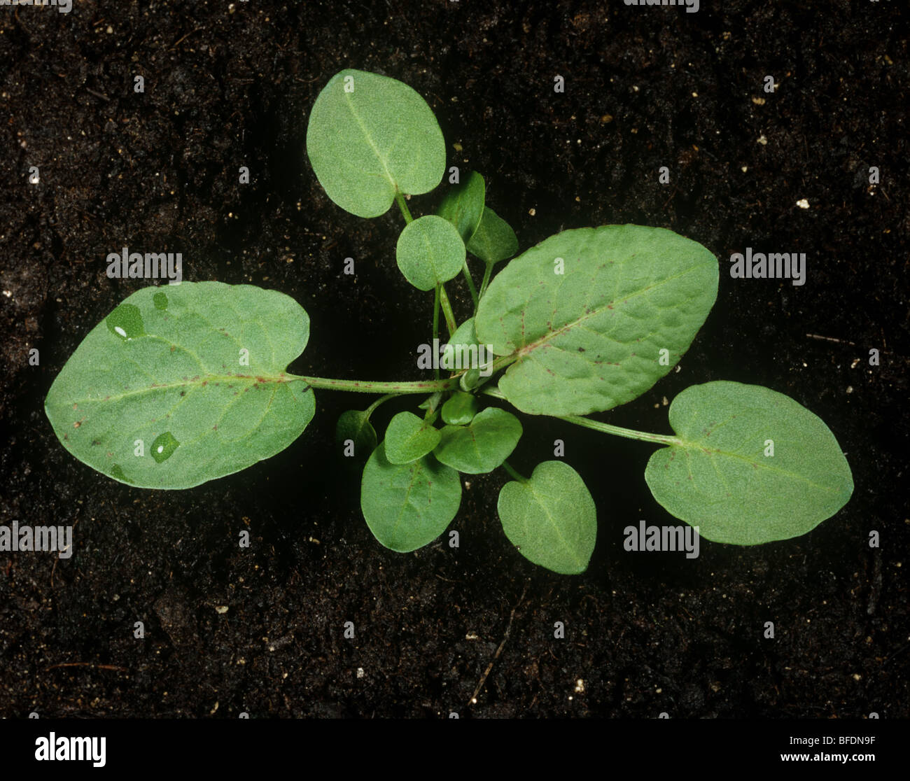 Junge Pflanze breiten Dock (Rumex Obtusifolius) auf Boden-Hintergrund Stockfoto