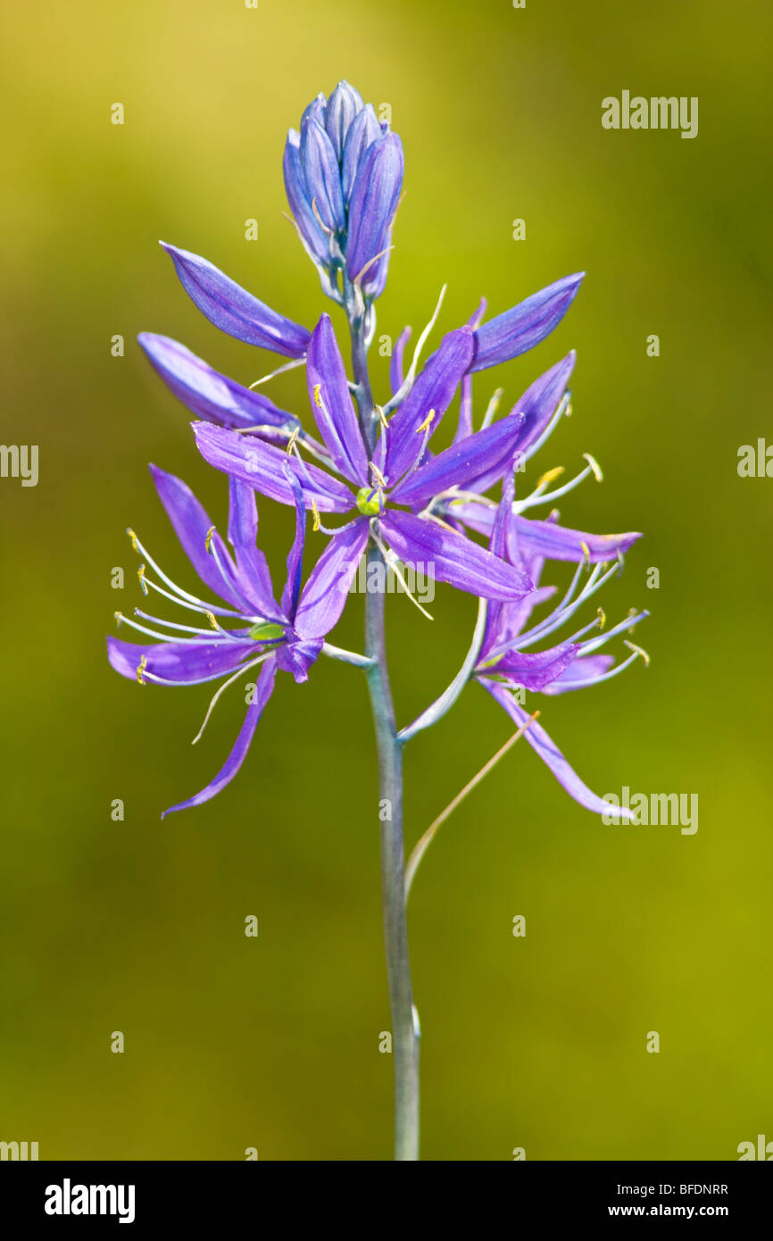 Blaue Camas (Camassia) Pflanze wächst in Victoria, Vancouver Island, British Columbia, Kanada Stockfoto