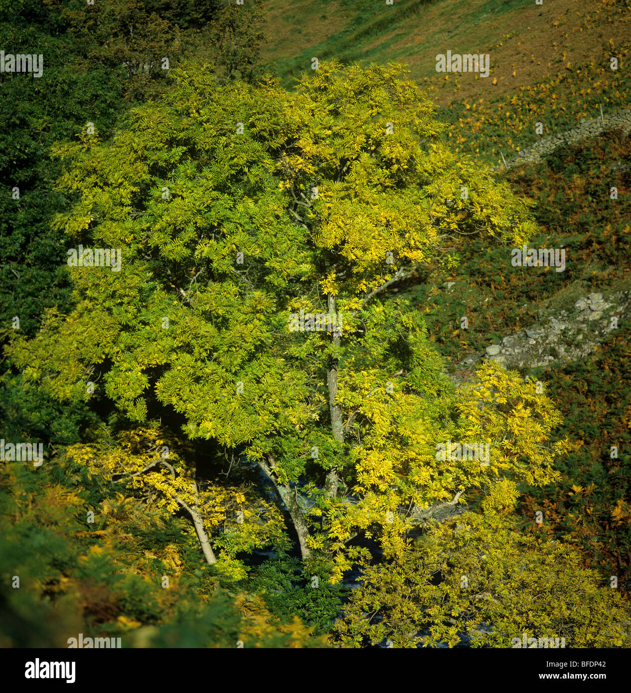 Esche (Fraxinus Exselsior) Baum Changinmg, Herbstfärbung in einem Tal, Lake District, Cumbria Stockfoto