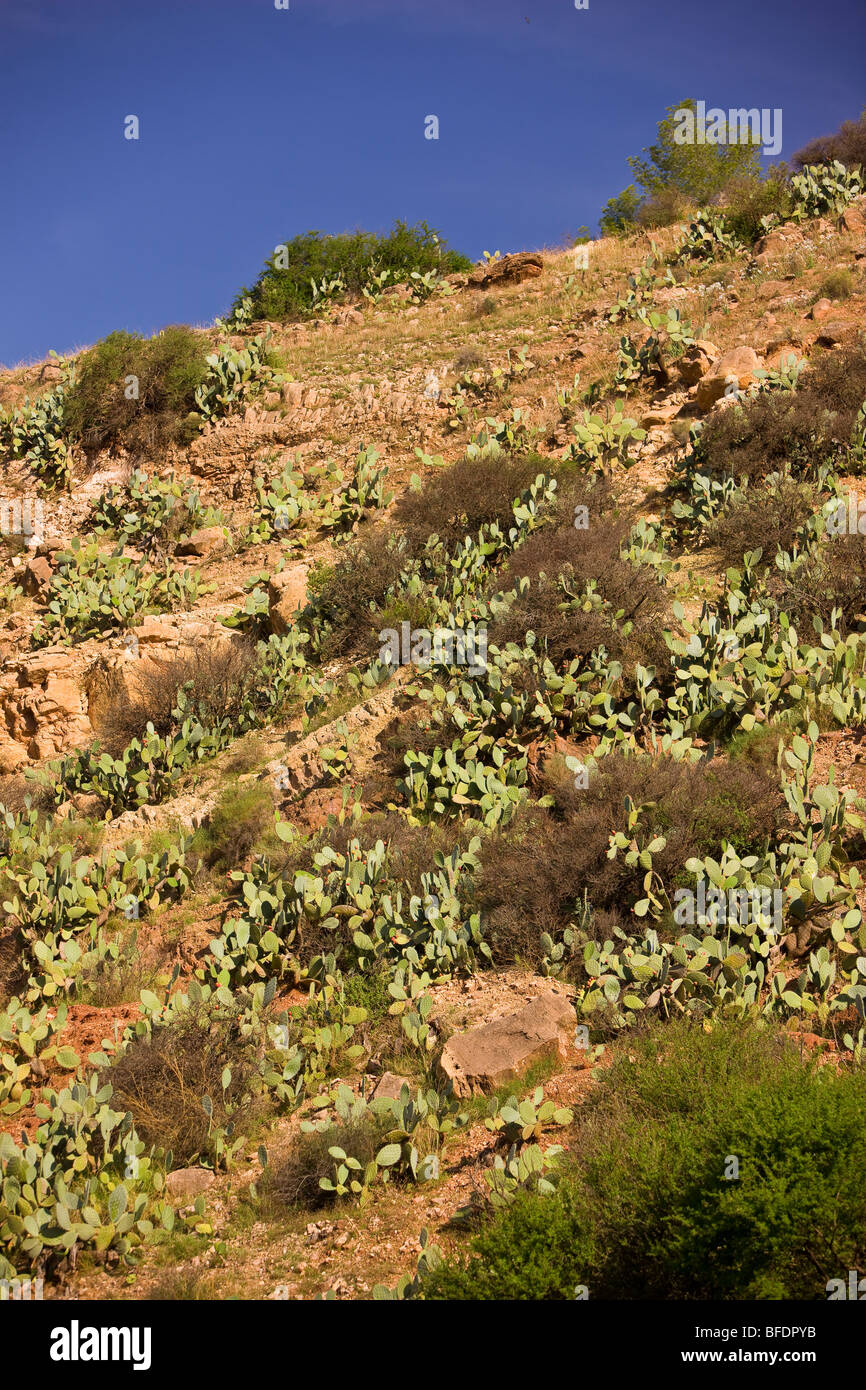 Marokko - Kaktus im Atlas-Gebirge. Stockfoto