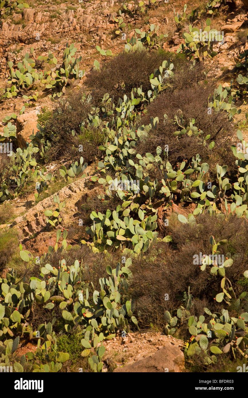 Marokko - Kaktus im Atlas-Gebirge. Stockfoto