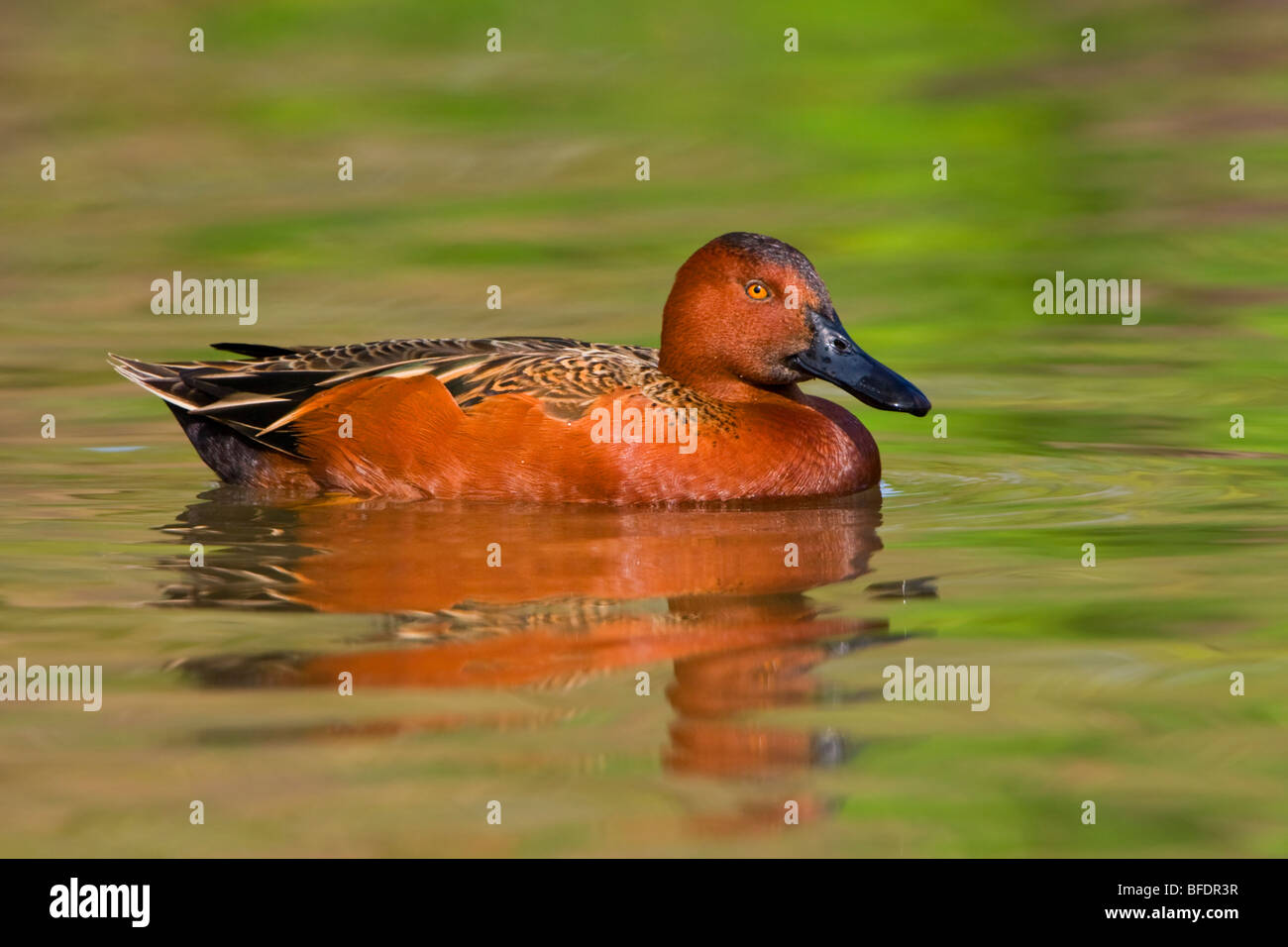 Zimt Krickente (Anas Cyanoptera) Schwimmen im Estero Llano Grande State Park in Texas, USA Stockfoto