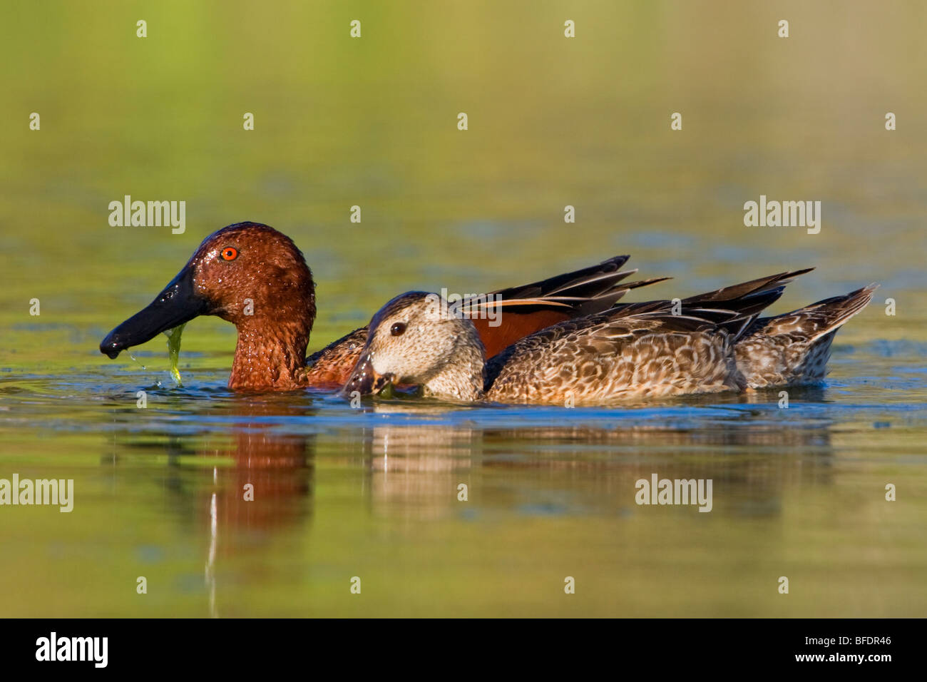 Zimt Krickente (Anas Cyanoptera) Schwimmen im Estero Llano Grande State Park in Texas, USA Stockfoto