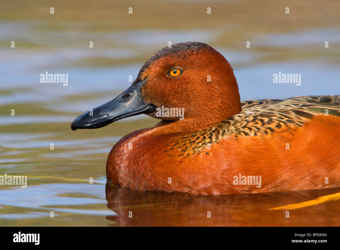 Zimt Krickente (Anas Cyanoptera) Schwimmen im Estero Llano Grande State Park in Texas, USA Stockfoto