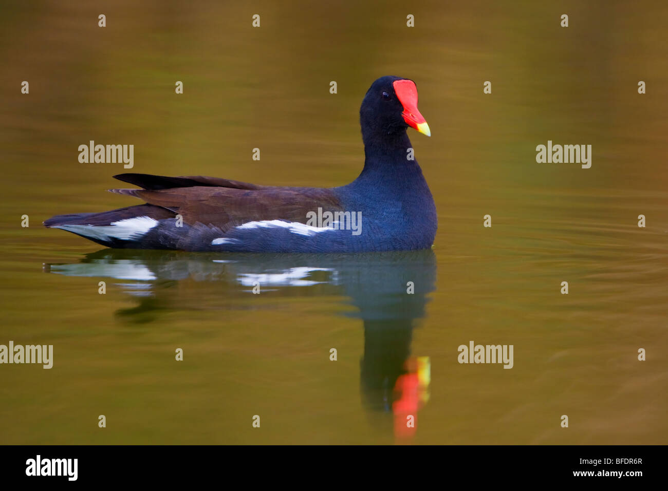 Teichhühner (Gallinula Chloropus) Schwimmen im Estero Llano Grande State Park in Texas, USA Stockfoto