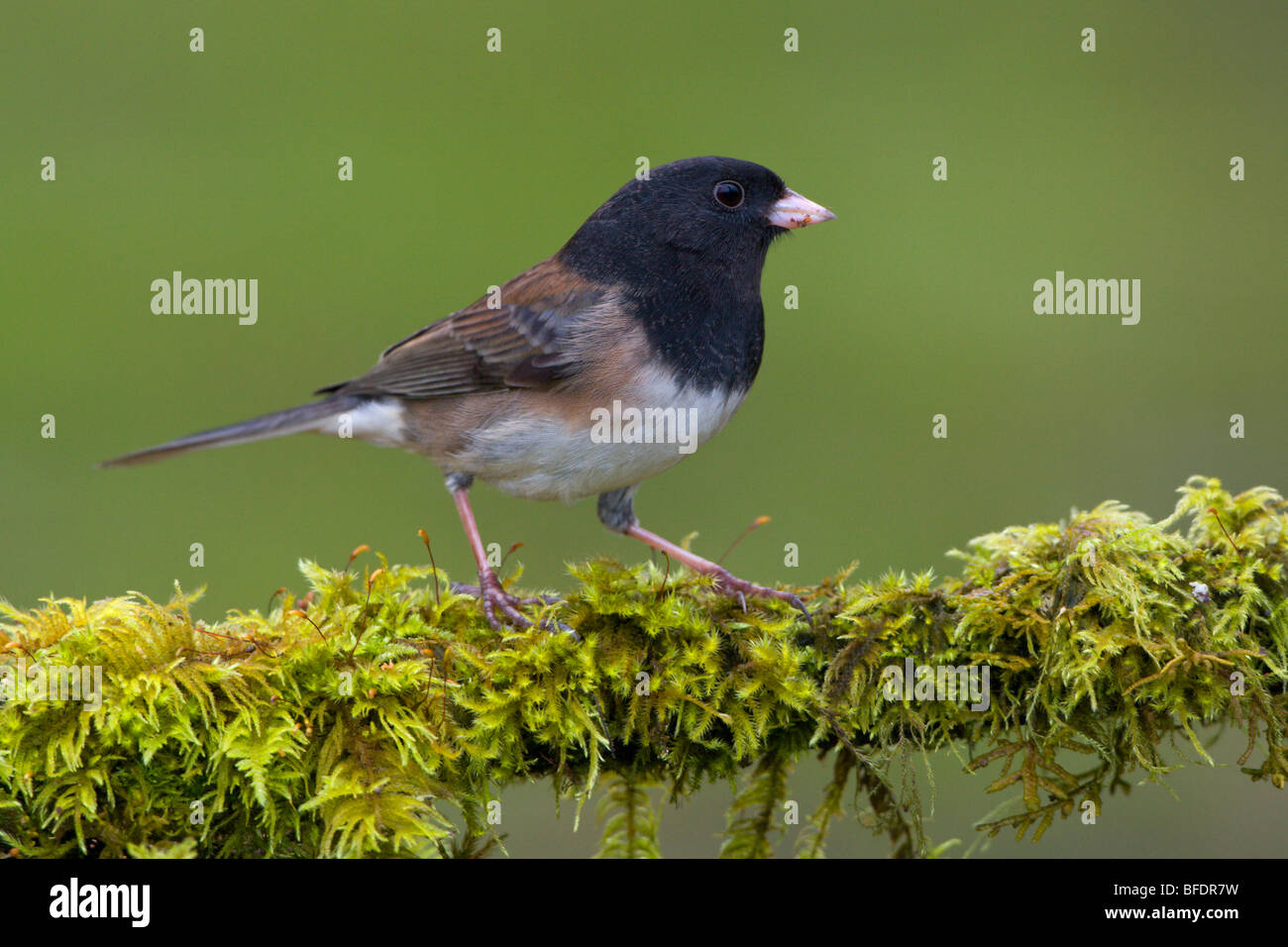 Dunkel-gemustertes Junco (Junco Hyemalis) thront auf einem Ast in Victoria, Vancouver Island, British Columbia, Kanada Stockfoto