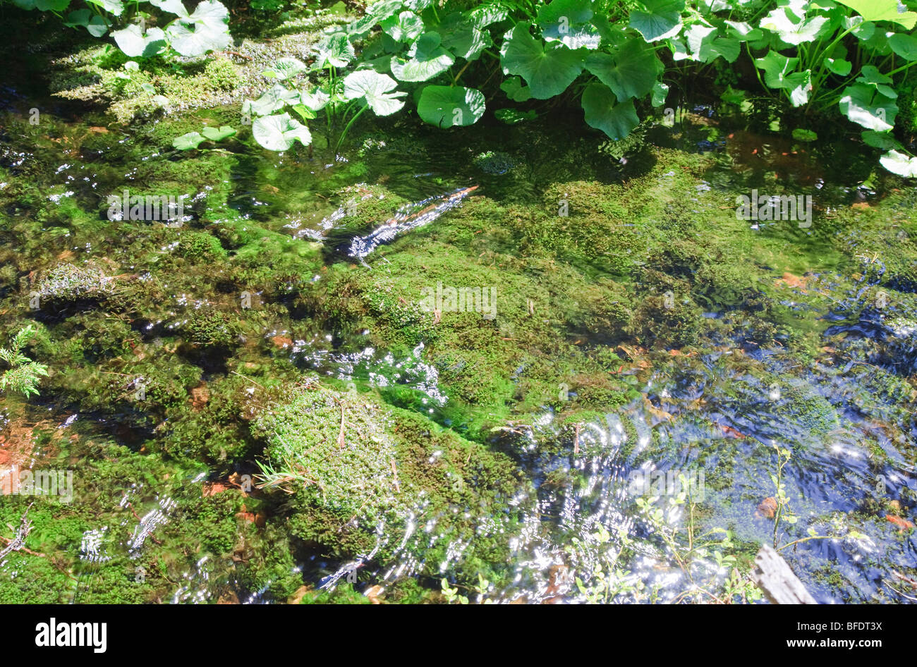 Sommer-Stream mit Moos bedeckt Steinen unten im Wald Stockfoto