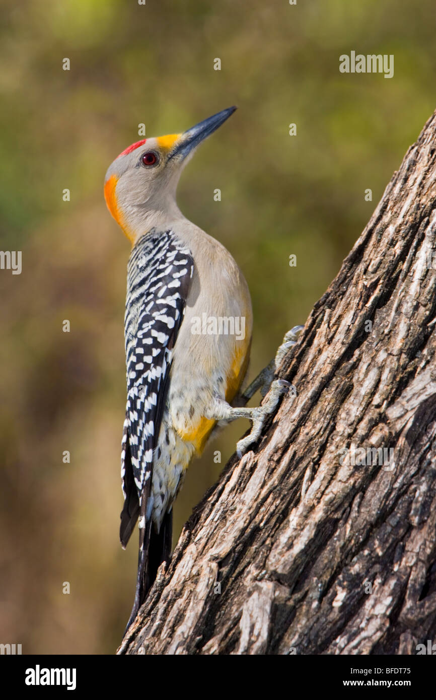 Golden-fronted Specht (Melanerpes Aurifrons) thront auf einem Baumstamm im Rio Grande Valley in Texas, USA Stockfoto