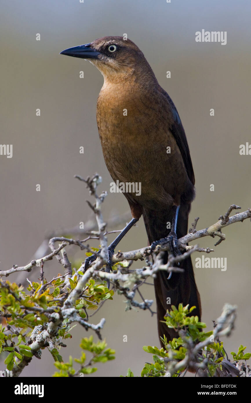 Groß-tailed Grackle (Quiscalus Mexicanus) thront auf einem Ast an Falcon State Park, Texas, USA Stockfoto