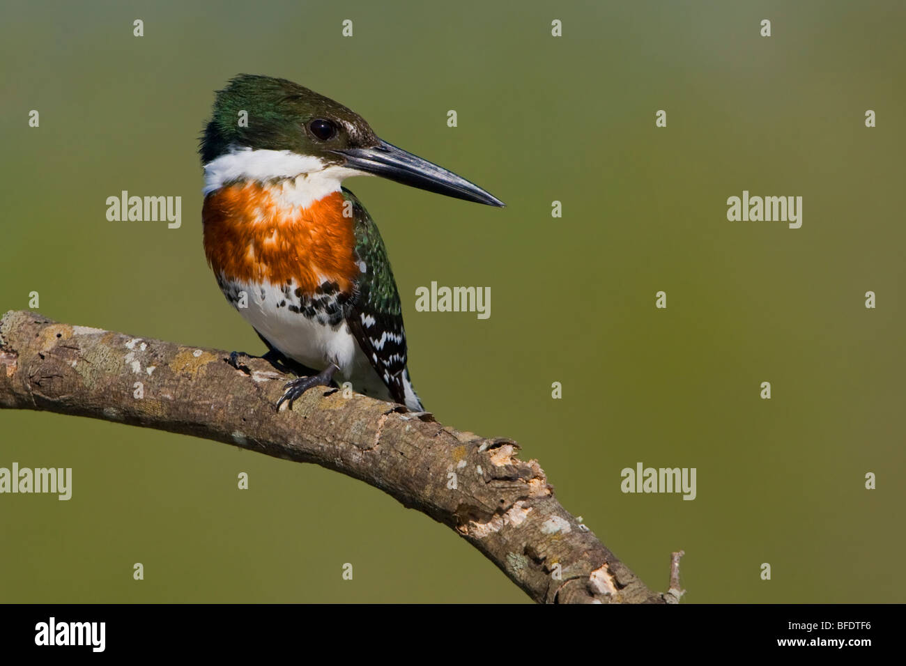 Grün-Eisvogel (Chloroceryle Americana) thront auf einem Ast im Estero Llano Grande State Park in Texas, USA Stockfoto