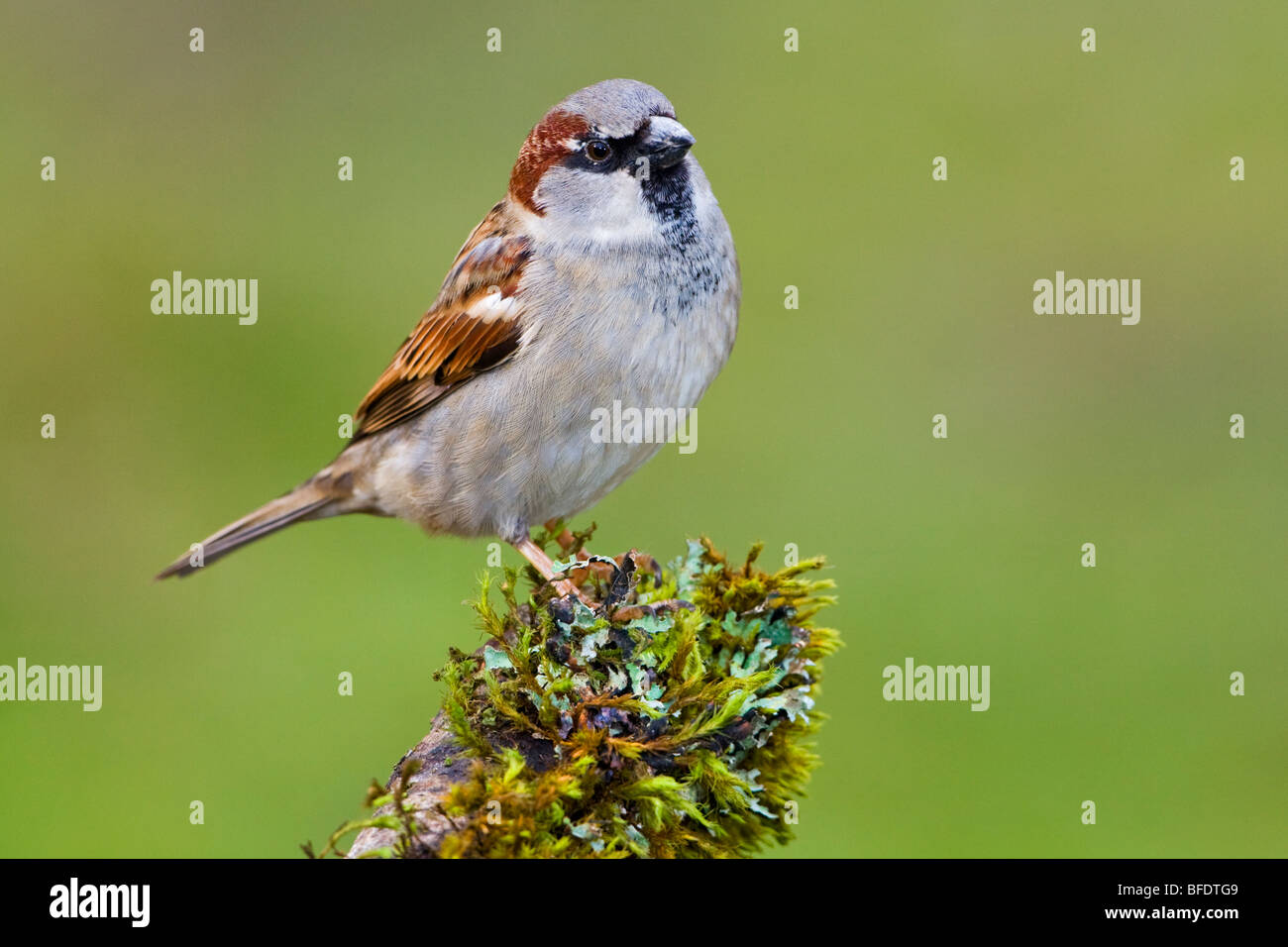 Haussperling (Passer Domesticus) thront auf einem Ast in Victoria, Vancouver Island, British Columbia, Kanada Stockfoto