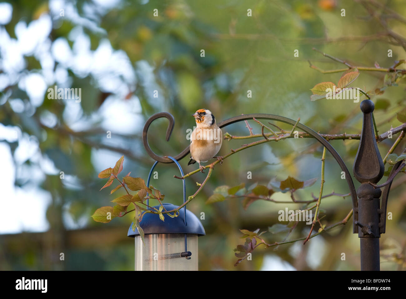 Ein Gold Fink sitzt auf einem Rosenbusch neben einem Feeder. Stockfoto