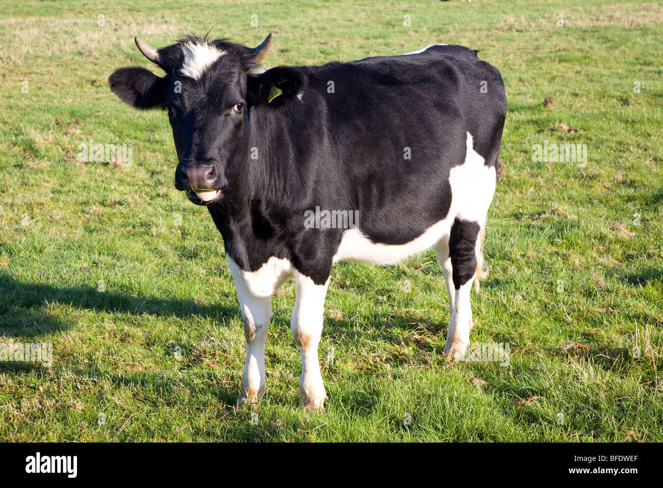 Schwarzes, weißes Rinderkalb mit Hörnern auf Graswiesen, Suffolk, England Stockfoto