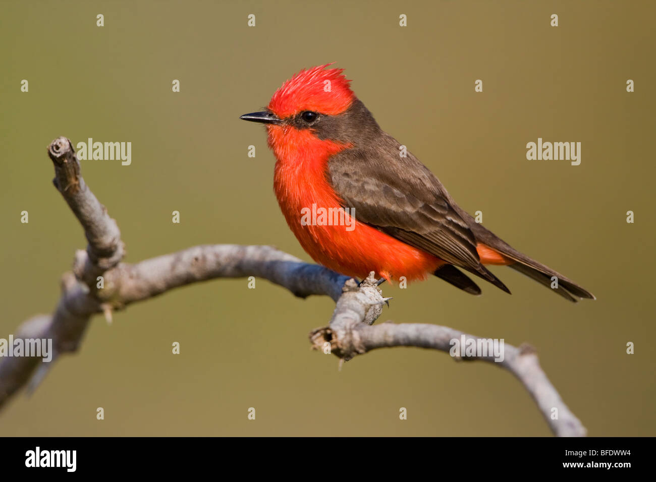 Vermillion Flycatcher (Pyrocephalus Rubinus) thront auf einem Ast im Estero Llano Grande State Park in Texas, USA Stockfoto