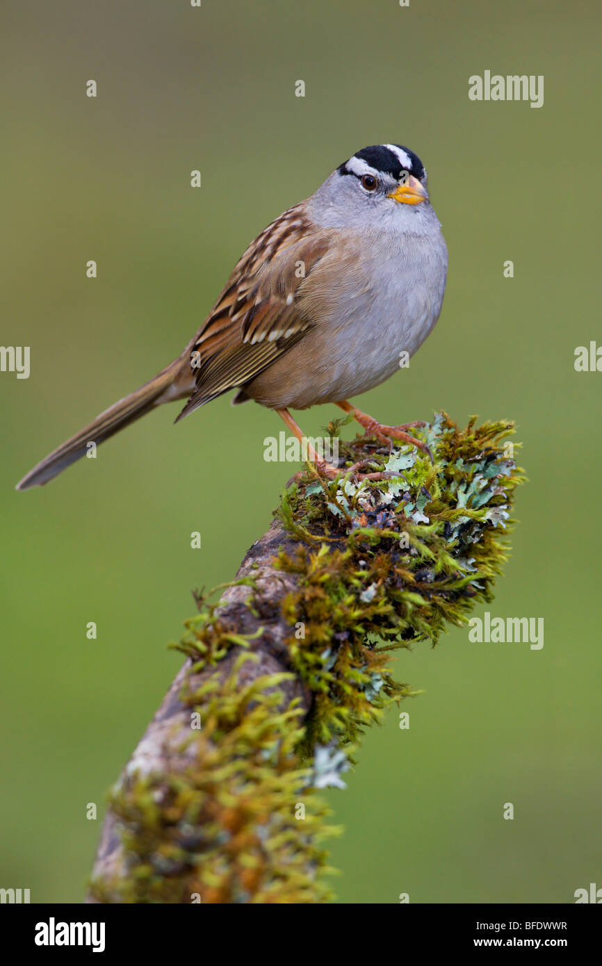Weiß Crowned Sparrow (Zonotrichia Leucophrys) thront auf einem Ast in