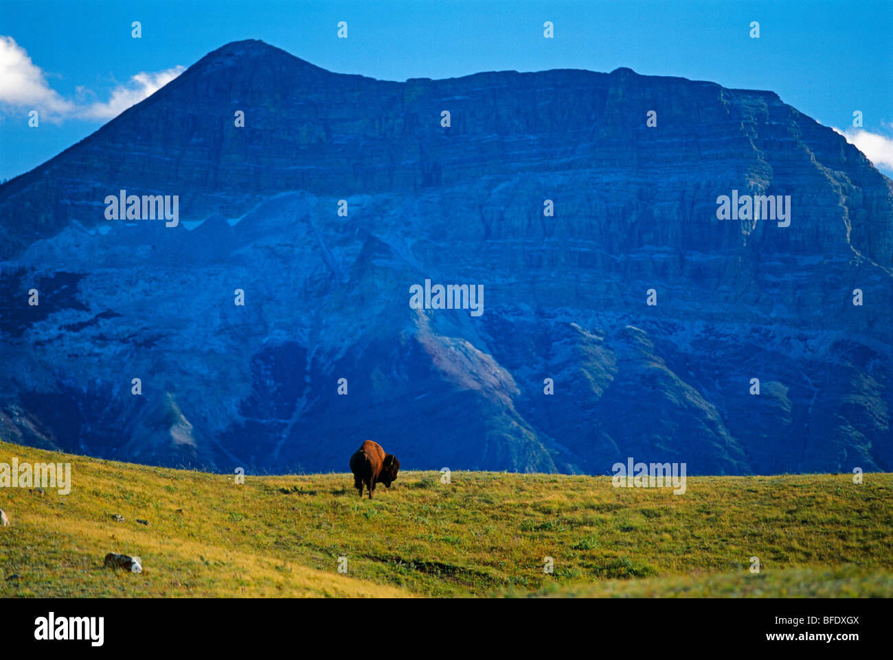 Bisons (Bison Bison) im Feld mit Vimy Peak im Hintergrund, Waterton