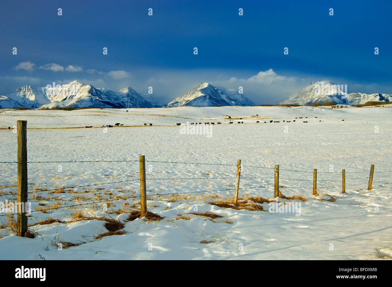 Verschneite Landschaft, wo die Prärien die Berge in der Nähe von Twin Butte, Alberta, Kanada treffen Stockfoto