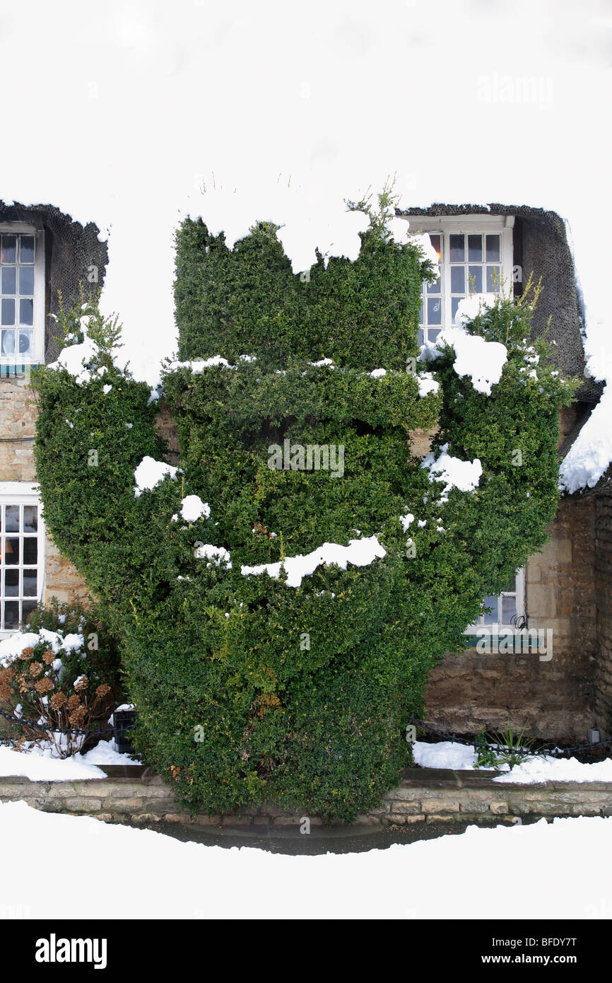 Winter Schnee grün Mann Hecke Liguster Hecke grüne Mann Pub Marholm Dorf Cambridgeshire England UK Stockfoto