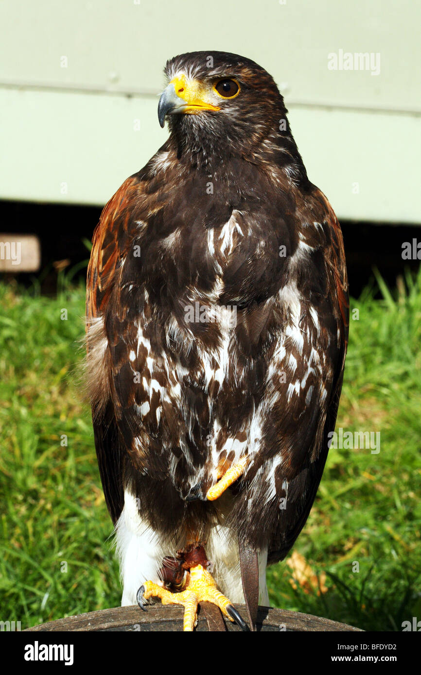 Harris Hawk Parabuteo Unicinctus Famly Accipitridae ein Raubvogel Stockfoto