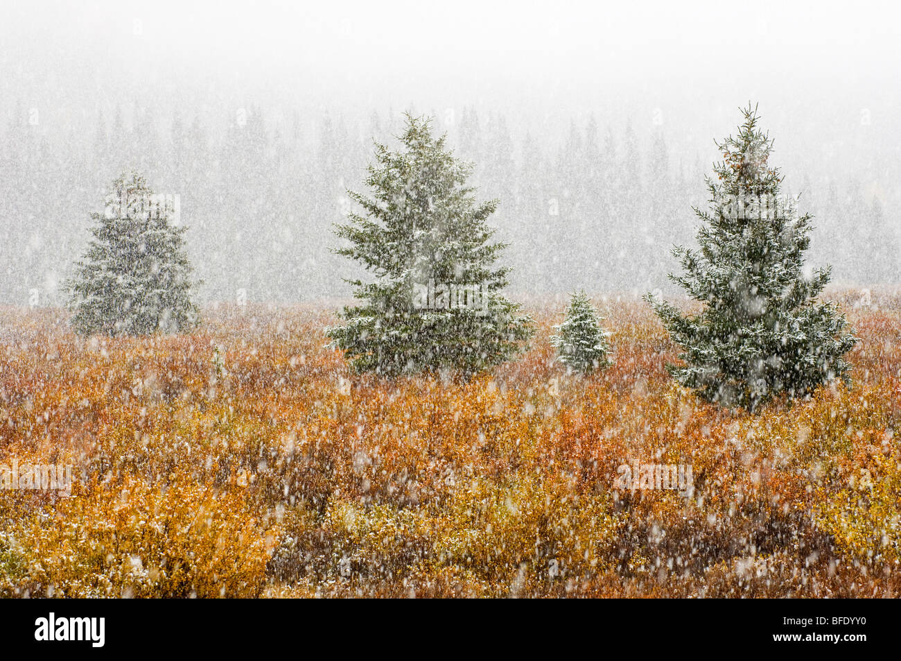Schneefall auf Wiese in herbstlichen Farben, Banff Nationalpark, Alberta, Kanada Stockfoto