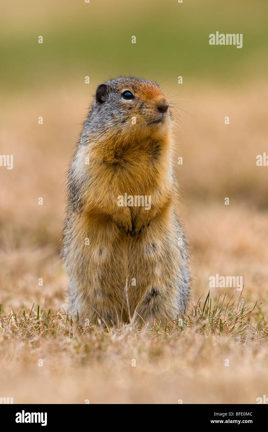 Columbia-Ziesel (Spermophilus Columbianus), Manning Provincial Park in British Columbia, Kanada Stockfoto