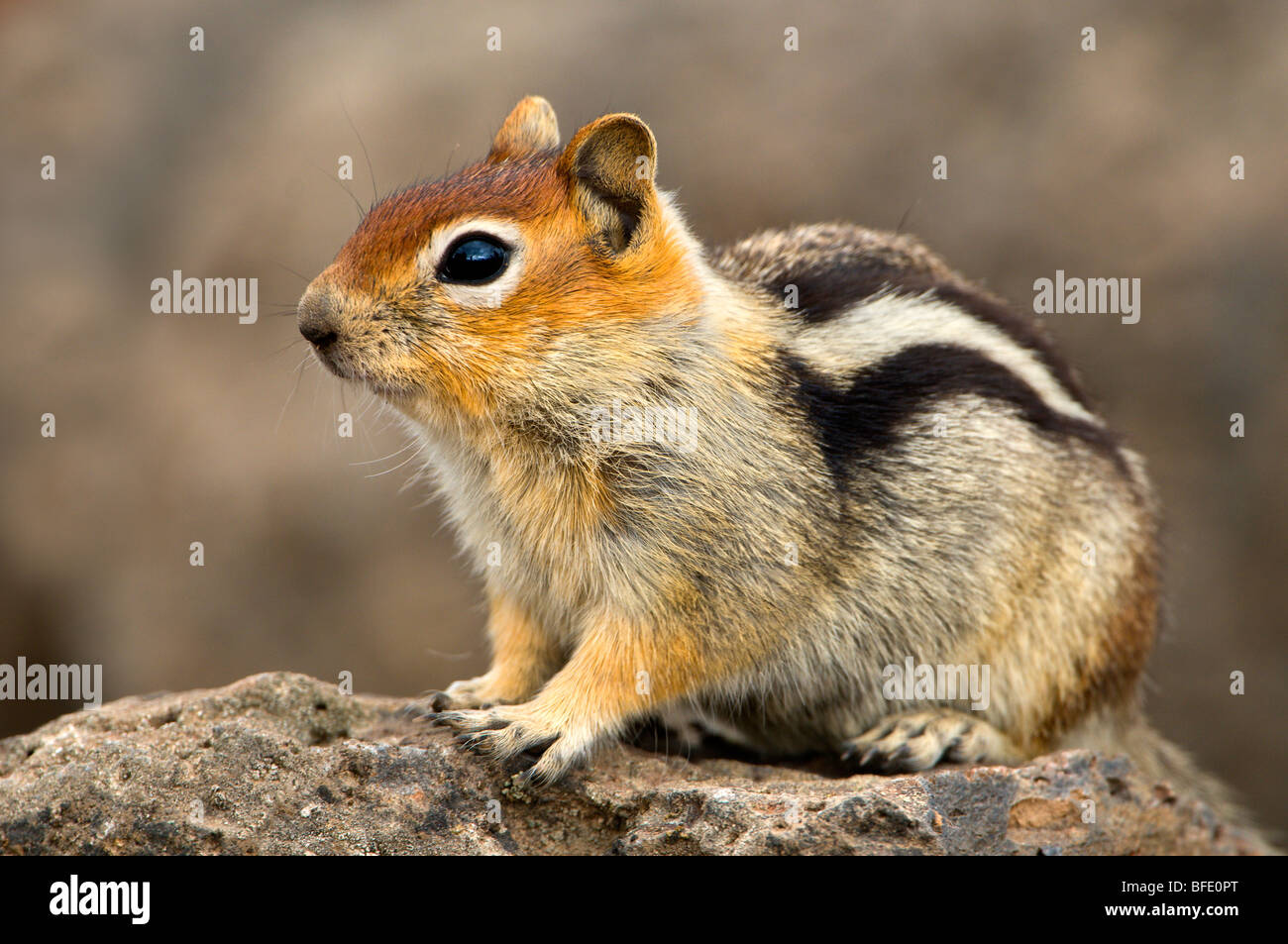 Golden-Jaguaren Ziesel (Spermophilus Lateralis) an Deschutes National Forest, Oregon, USA Stockfoto