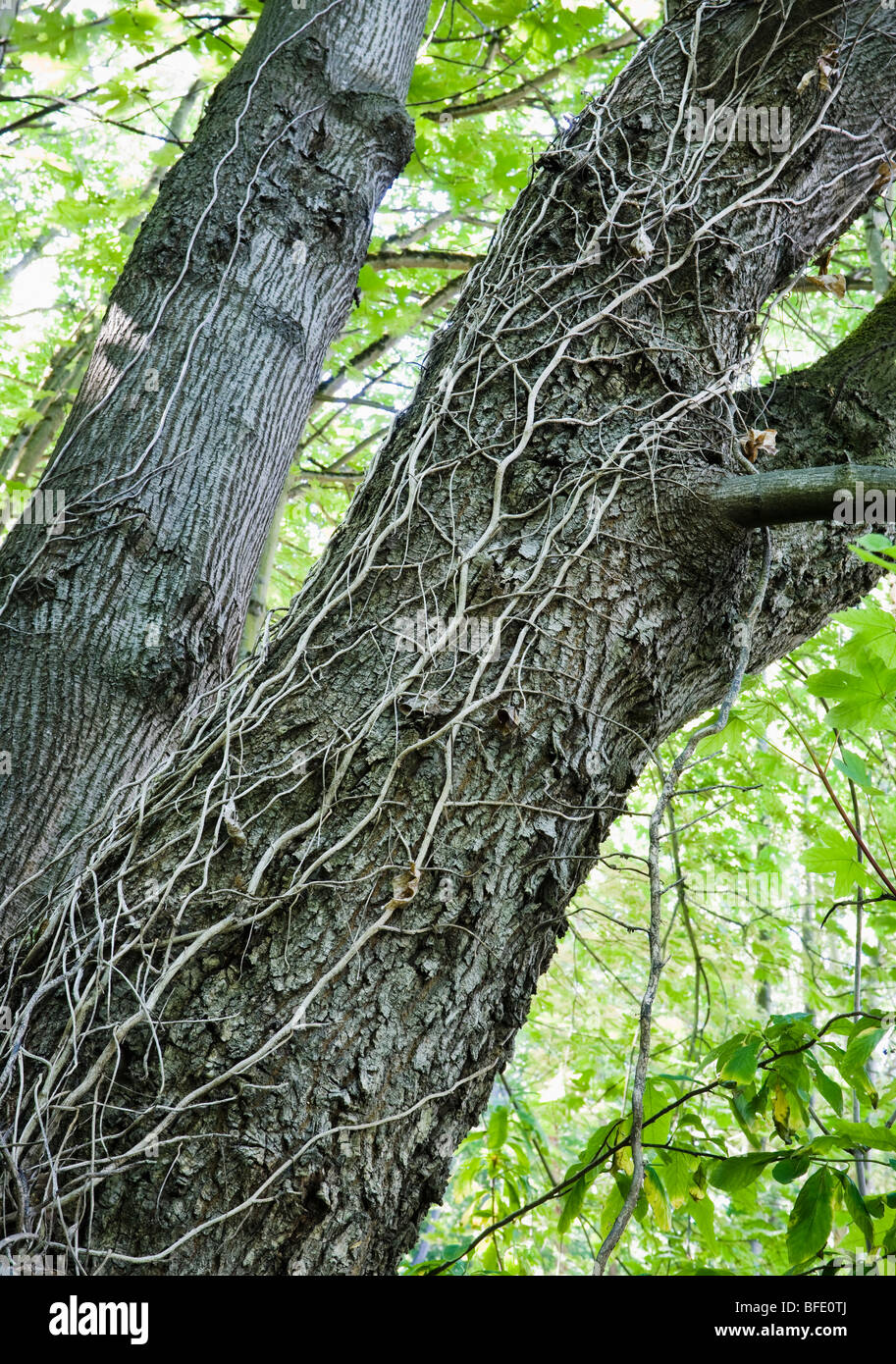 Toter efeu -Fotos und -Bildmaterial in hoher Auflsung  Alamy