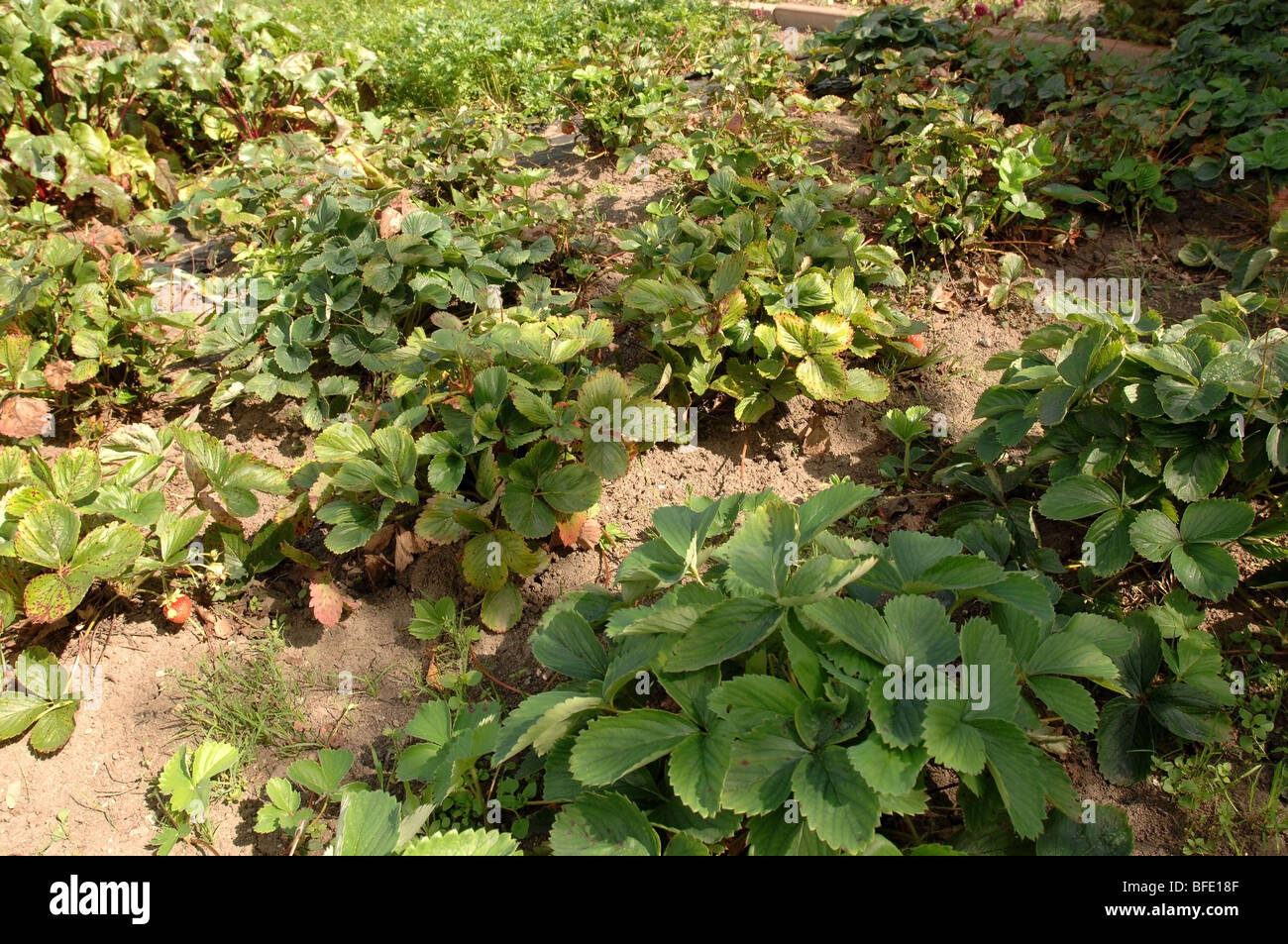 Erdbeeren wachsen in einem kleinen privaten Garten. Stockfoto