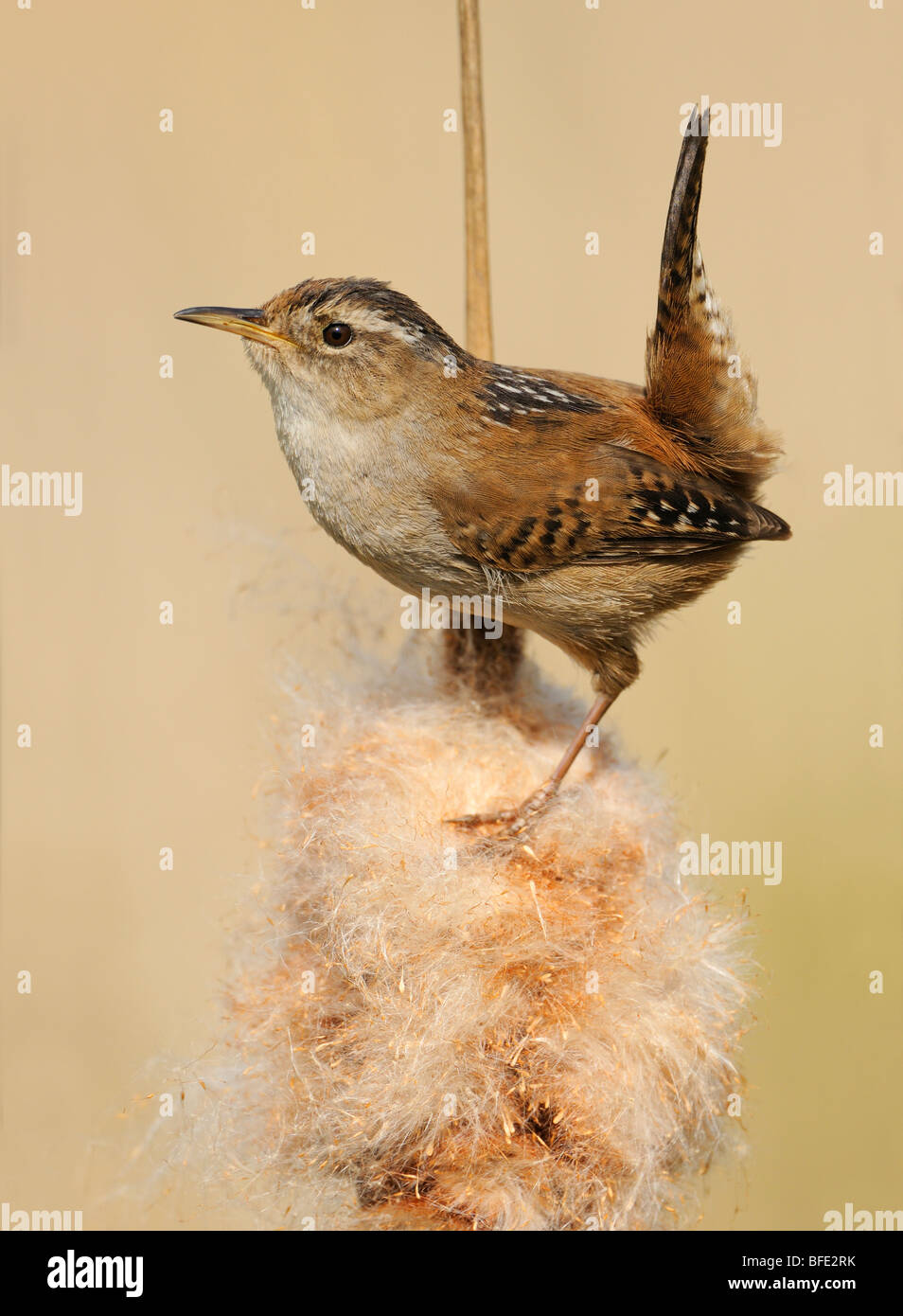 Marsh Wren (Cistothorus Palustris) auf Binsen in Rithet Moor, Victoria, Vancouver Island, British Columbia, Kanada Stockfoto