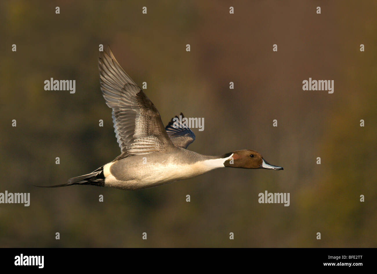 Männlichen Northern Pintail (Anas Acuta) während des Fluges in Esquimalt Lagune, Victoria, Vancouver Island, British Columbia, Kanada Stockfoto