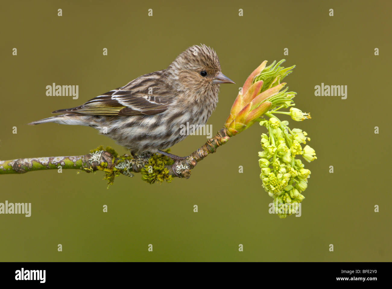 Erlenzeisig Kiefer (Pinus Zuchtjahr) thront auf einer angehenden Ahorn Ast, Victoria, Vancouver Island, British Columbia, Kanada Stockfoto