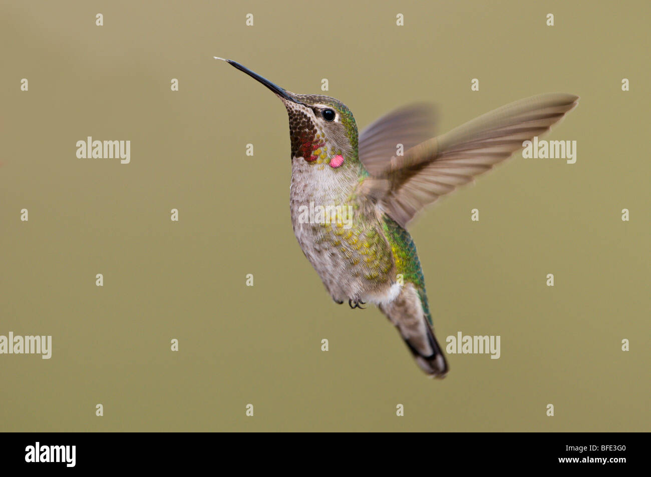 Annas Kolibri (Calypte Anna) während des Fluges in Victoria, Vancouver Island, British Columbia, Kanada Stockfoto