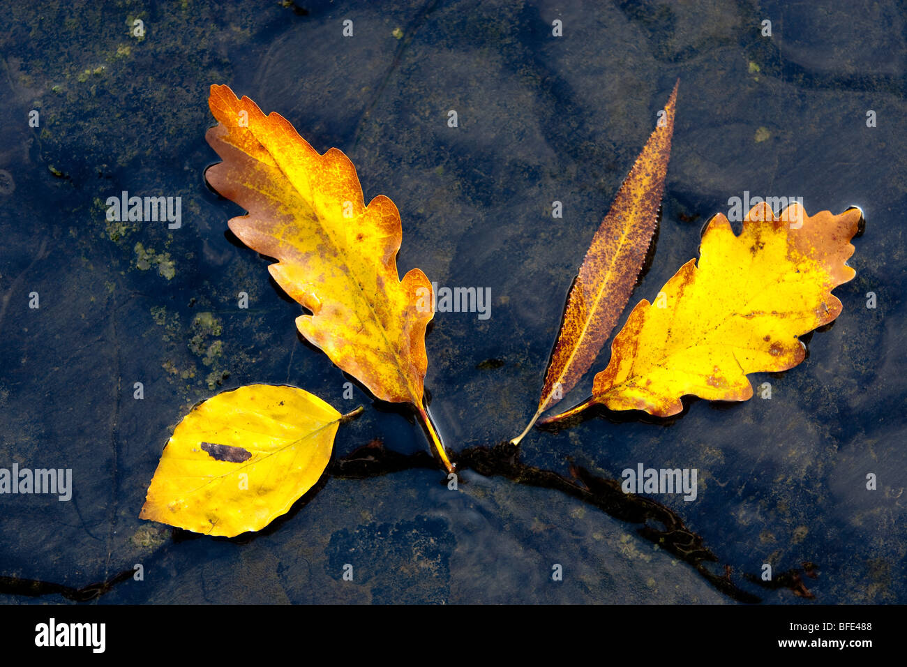 Herbstlaub auf nassen Felsen neben Fluss Stockfoto