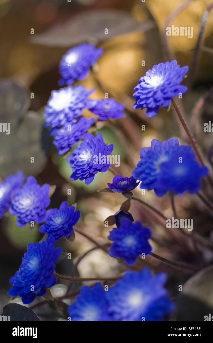 Blumen im halbschatten Fotos und Bildmaterial in hoher Auflösung Alamy