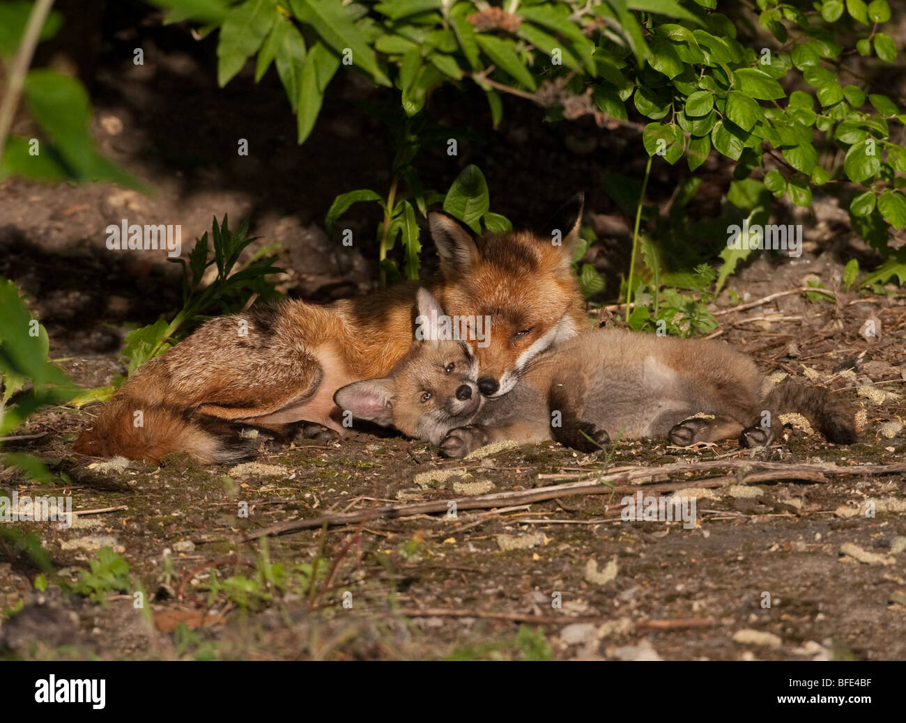 Vulpes Vulpes - Red Fox spielt mit Jungtier Stockfoto