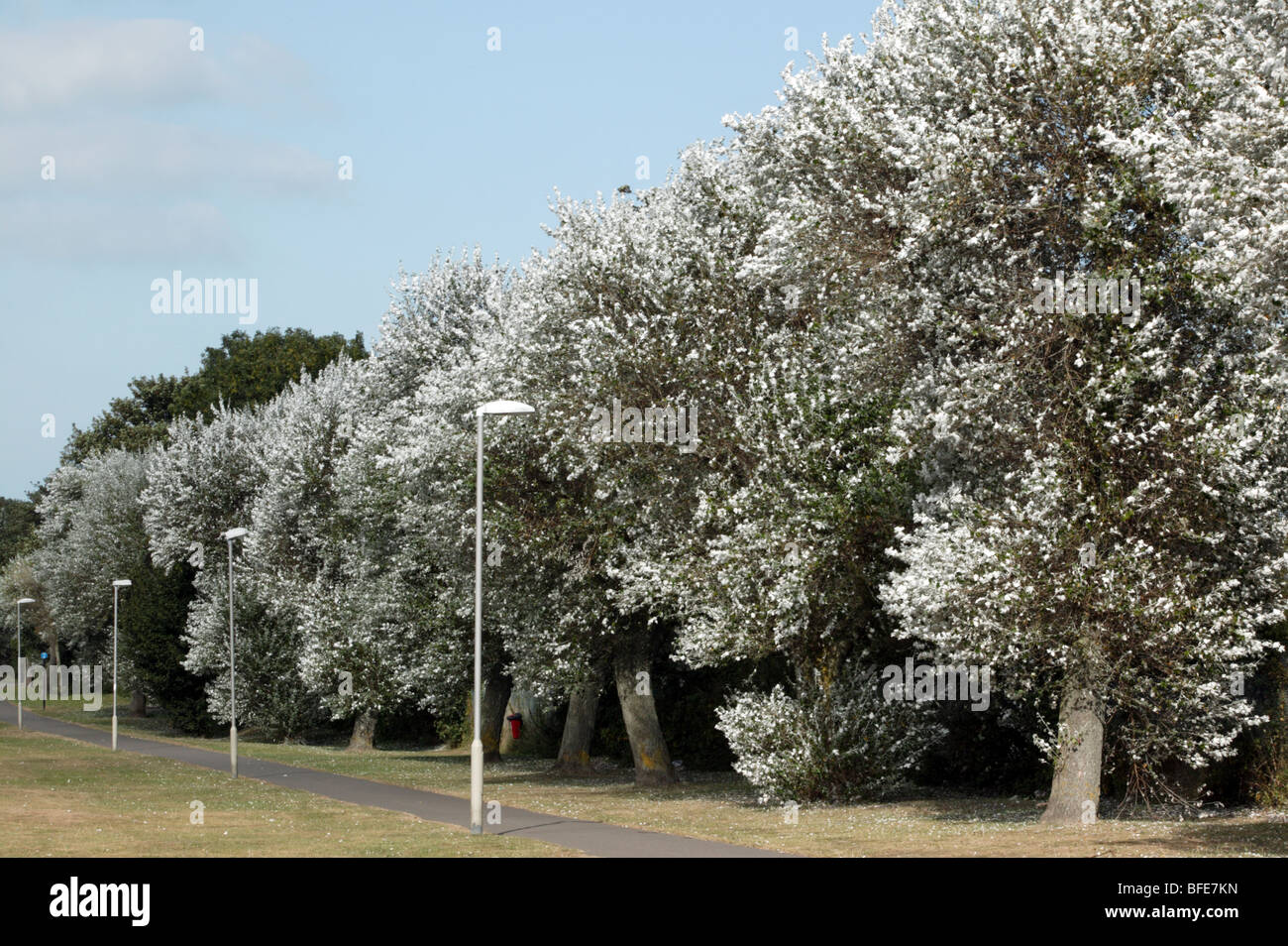 Schöne Silber-Ahornbäume an einem windigen Sommertag im Telegraph Road, Deal, Kent Stockfoto