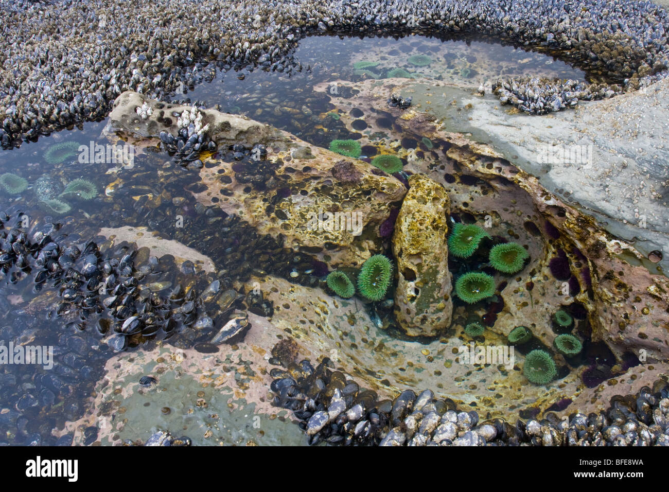 Ein Gezeitenbecken gefüllt mit Seeanemonen und Muscheln auf dem West Coast Trail auf Vancouver Island, British Columbia, Kanada Stockfoto