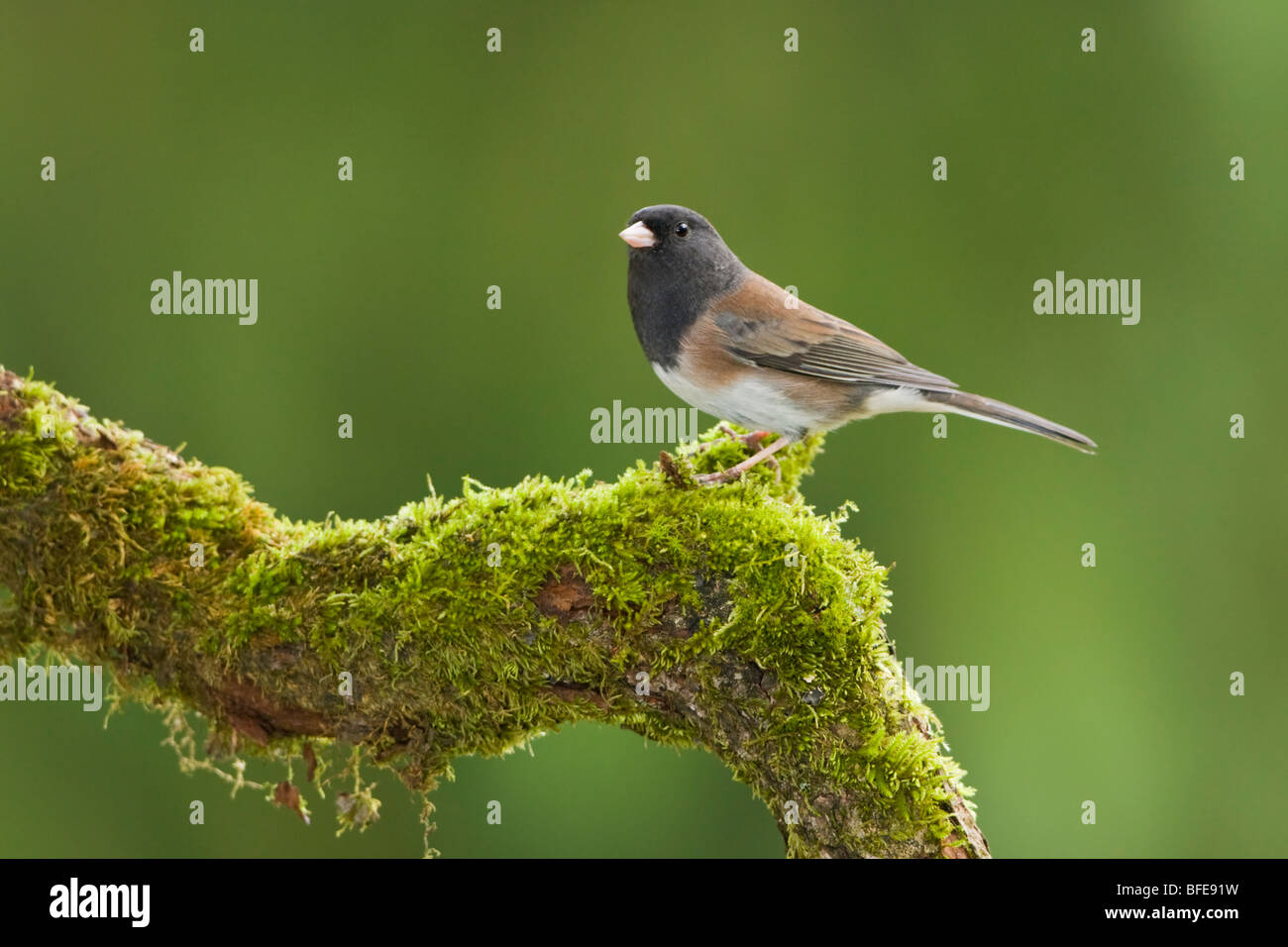 Ein dunkel-gemustertes Junco (Junco Hyemalis) sitzt auf einem bemoosten Ast in Victoria, Vancouver Island, British Columbia, Kanada Stockfoto