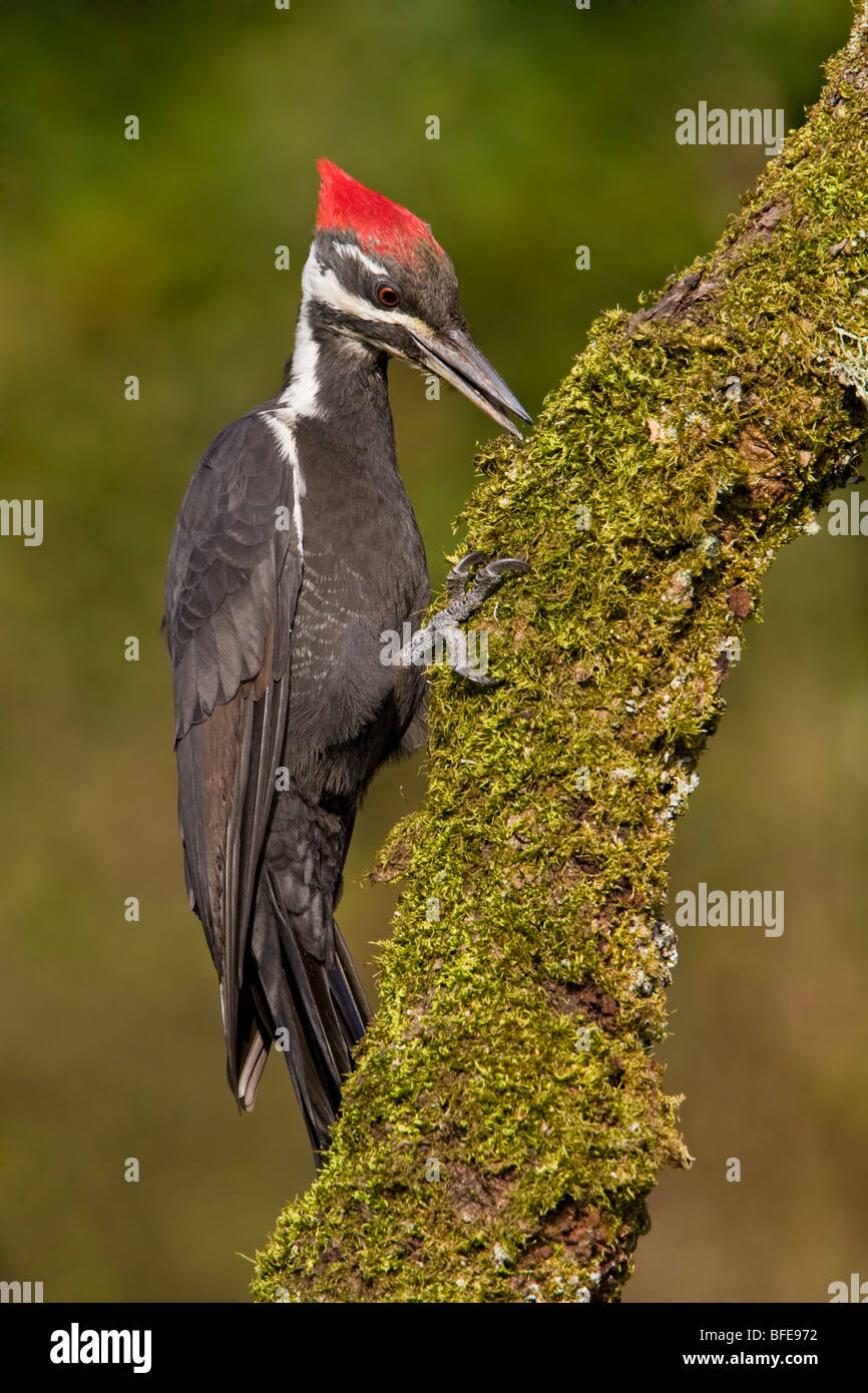 Ein Helmspecht (Dryocopus Pileatus) thront auf einem bemoosten Ast in Victoria, Vancouver Island, British Columbia, Kanada Stockfoto