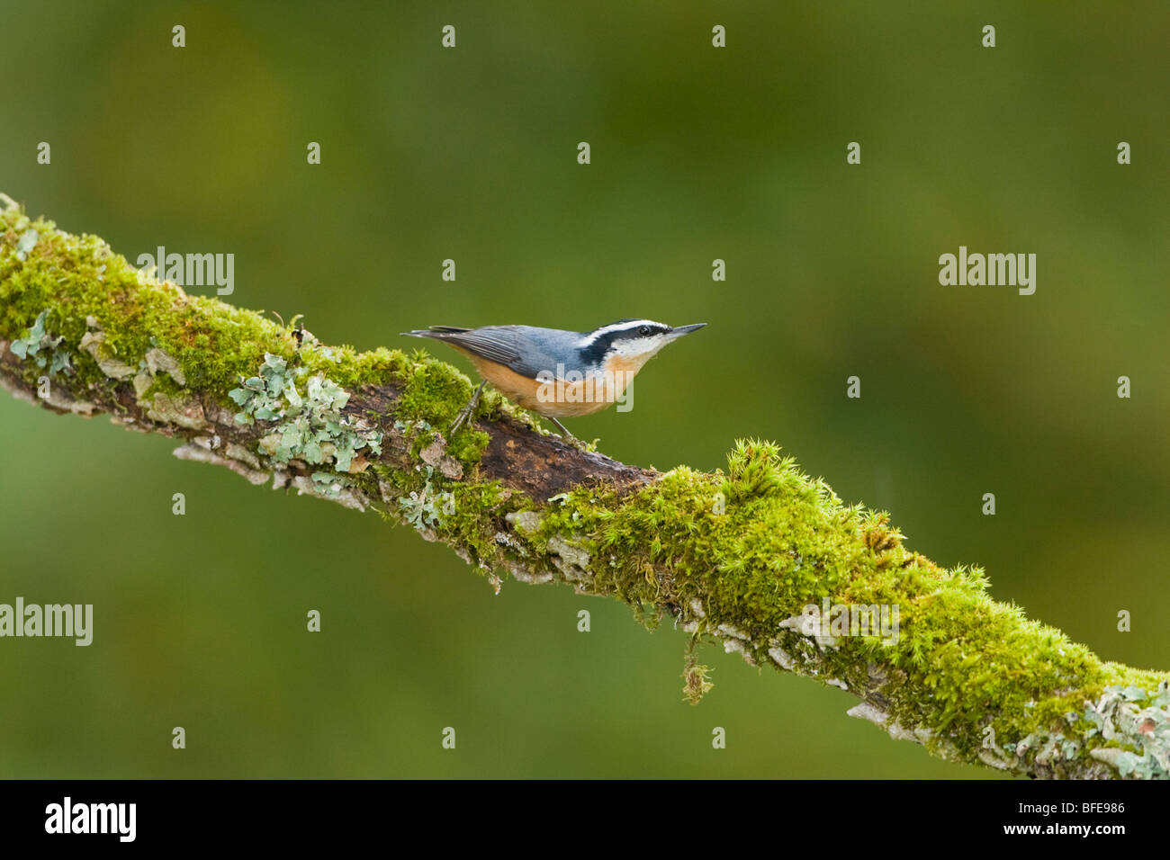 Eine Red-breasted Kleiber (Sitta Canadensis) sitzt auf einem bemoosten Ast in Victoria, Vancouver Island, British Columbia, Kanada Stockfoto