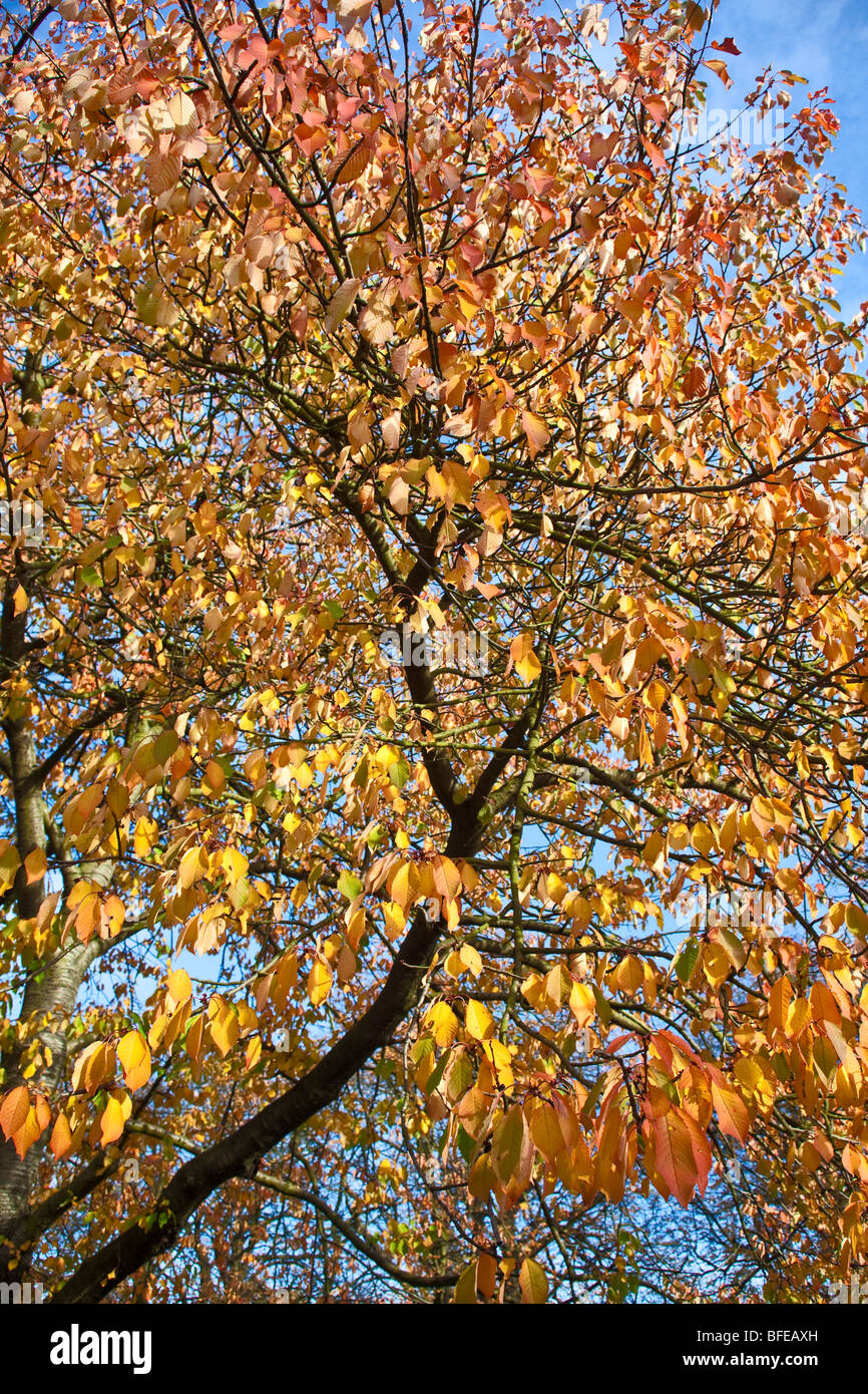 London; Horniman Gärten, Forest Hill; Herbstliches Laub; Oktober 2OO9 Stockfoto