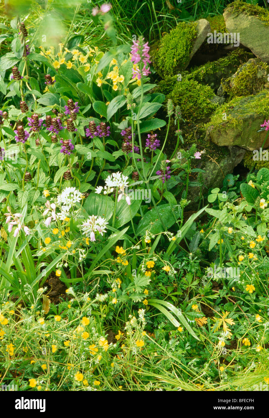 Ecke eines wilden Gartens mit Knoblauch, lila Signalhorn und gelbe Damen-Labkraut Stockfoto