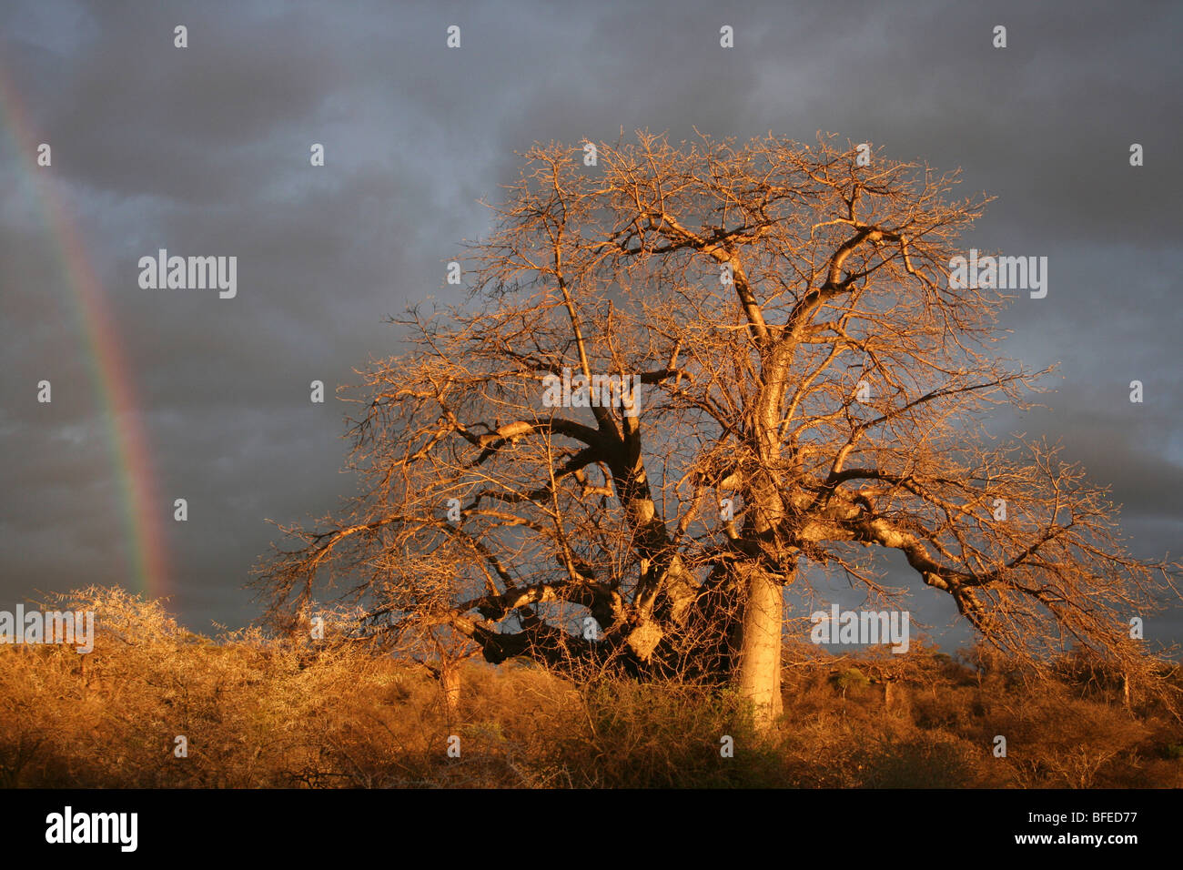 Baobab Baum Affenbrotbäume Digitata mit stürmischen Himmel und Regenbogen, aufgenommen in der Nähe von Yaeda Chini, Tansania Stockfoto
