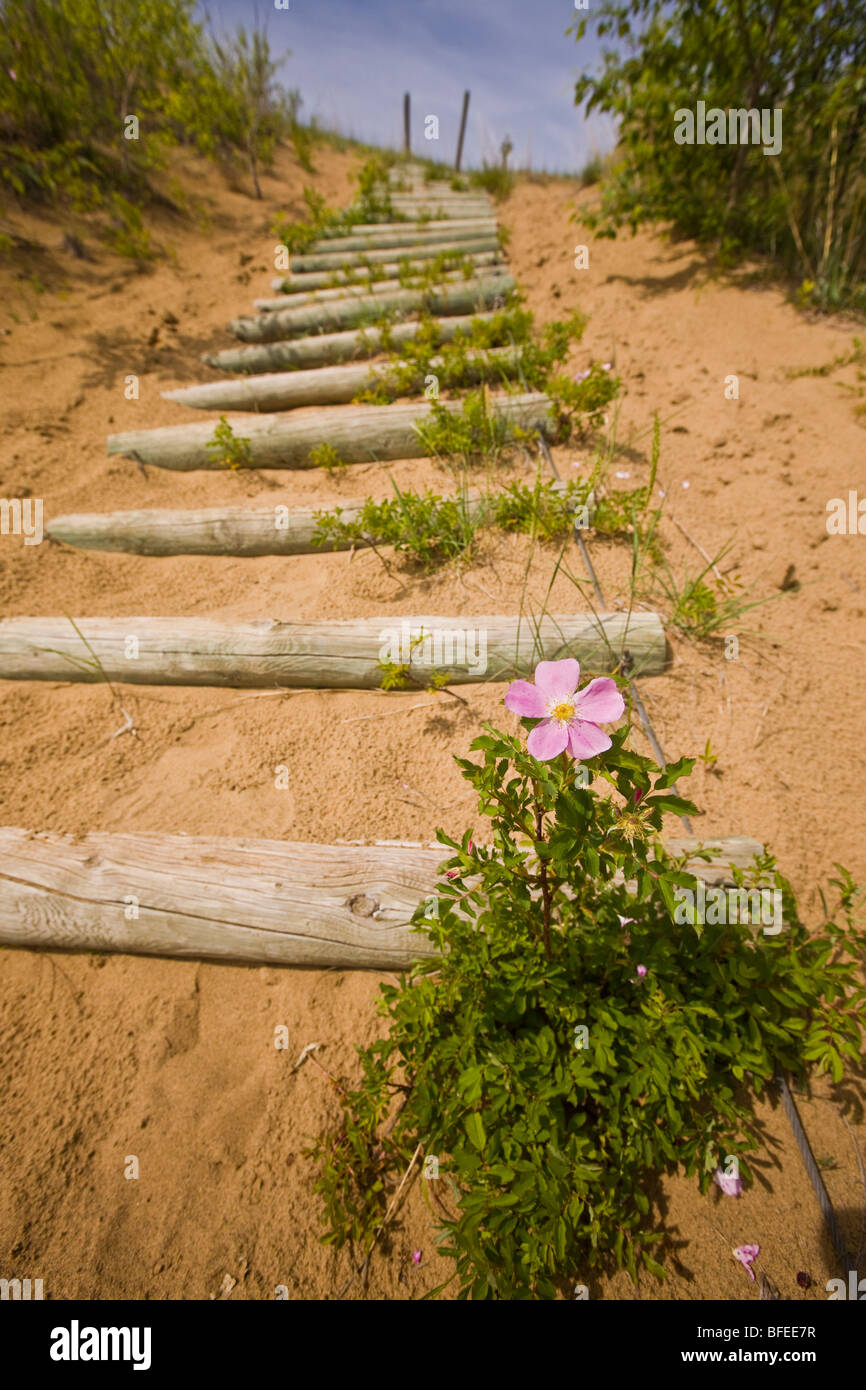 Hübsche rosa Wildblumen neben Log-Stufen entlang der Geist Sands Trail, Fichte Woods Provincial Park, Manitoba, Kanada Stockfoto