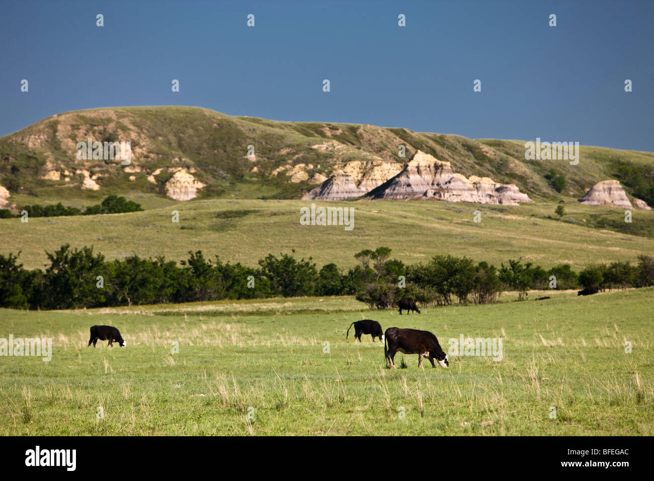 Grasende Kühe auf einem Feld in der Big Muddy Badlands-Region des südlichen Saskatchewan, Kanada Stockfoto