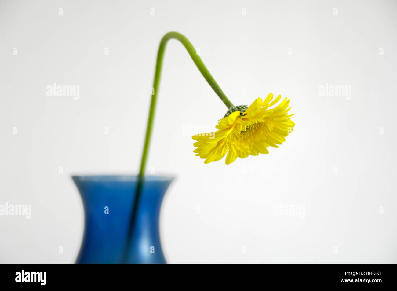 Eine gebogene gelbe Blume in blauer vase Stockfoto