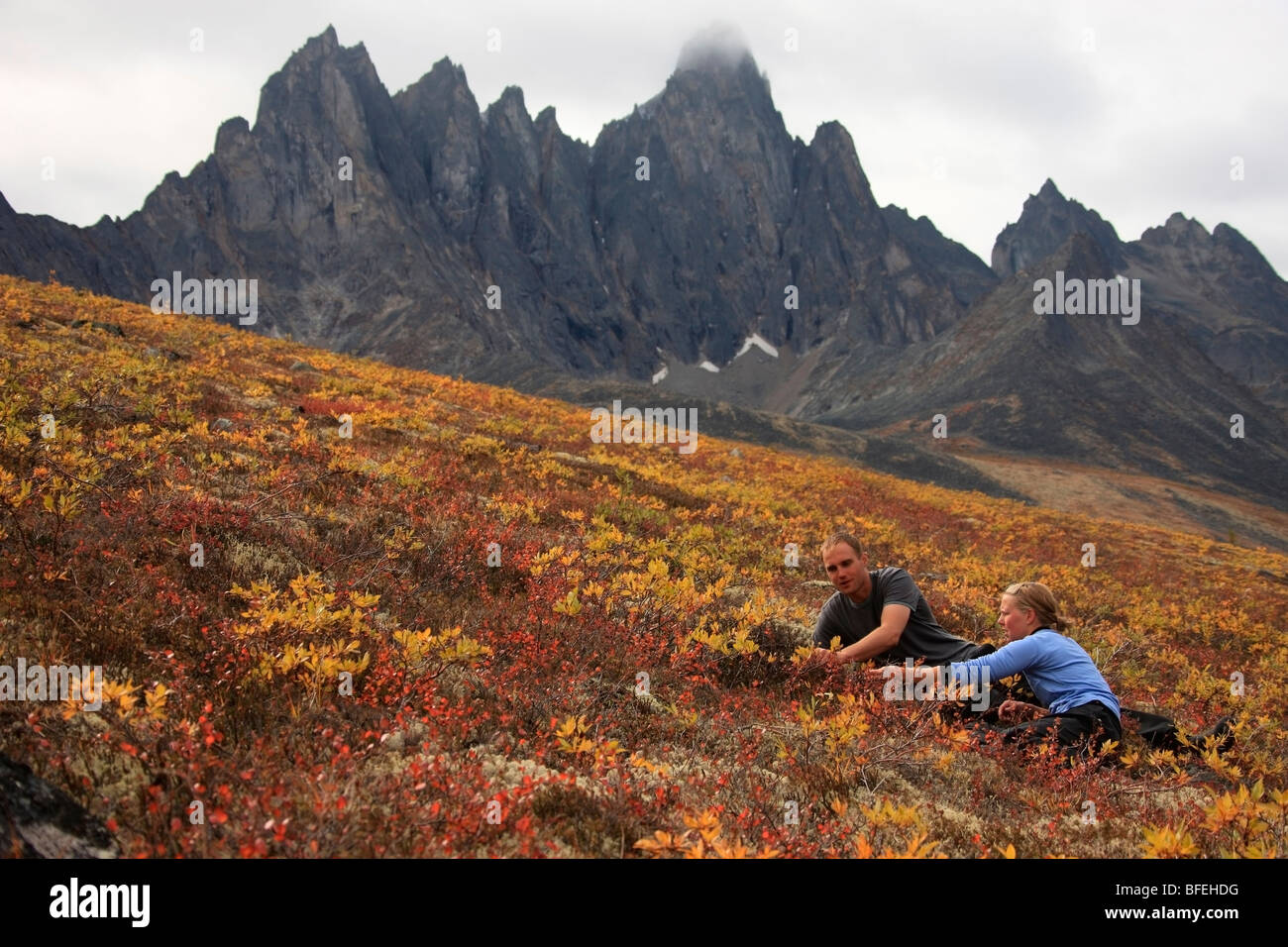 Junges Paar Beeren pflücken in Tombstone Tal mit Tombstone Mountain im Hintergrund, Yukon, Kanada Stockfoto