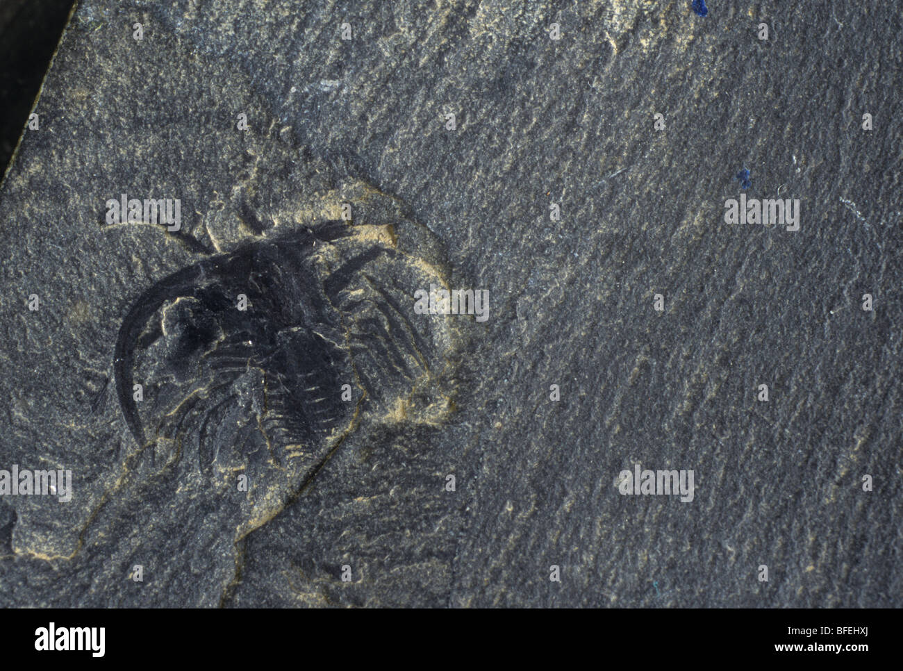 Nahaufnahme von Marella Splendens (Arthropoden) Walcott-Steinbruch (Burgess-Schiefer) Fossil, Britisch-Kolumbien, Kanada Stockfoto