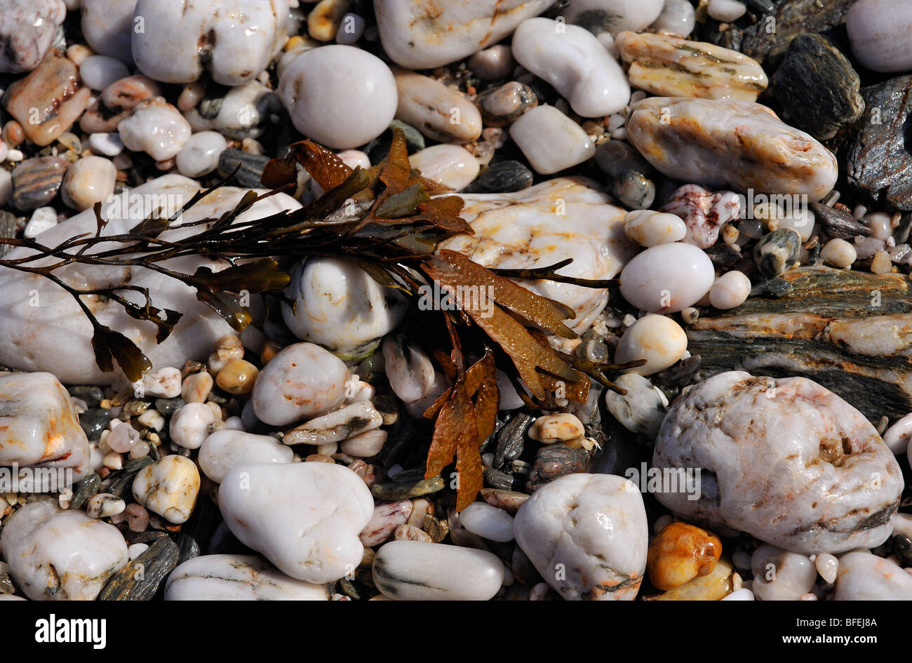 Algen und Steine am Strand Stockfoto